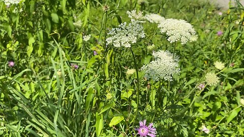 Wildflowers and Tiny Bee