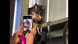 Trying to Read a Microchip On a Wild Mountain Brushtail Possum - Behind The Scenes Working With Bats
