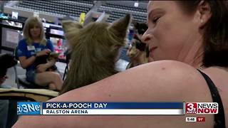 Pick-a-pooch day at Ralston arena