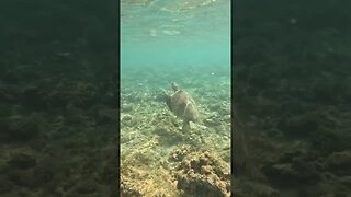 Turtle in Kauai