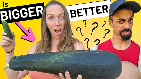 What my WIFE does with BIG Zuccas | How to use Marrow (large zucchini)