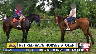 Retired race horses, trailer stolen from private property in Hillsborough County