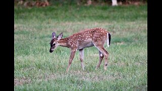 Summer Fawns, Joys of New Life 2023