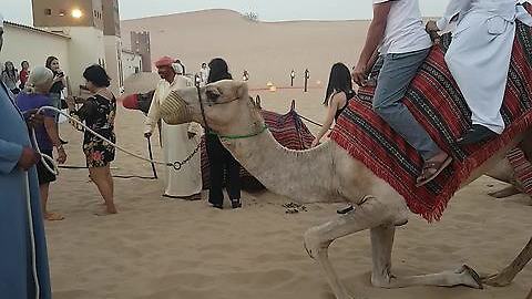 RIDING CAMELS AT THE GREAT DESERTS | DUBAI