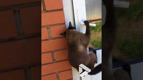 Cat opens door to welcome owner home || Viral Video UK