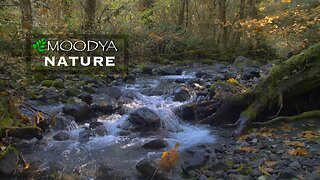 Nature Video with Relaxing Sound - Autumn Forest Stream Ambience