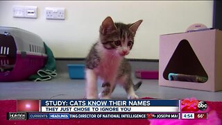Study: Cats know their names