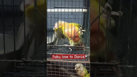 Puku Love To Dance l #shorts l @BikisAviary