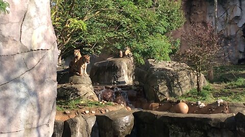 Columbus Zoo- Amur Tigers