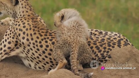 Cheetahs in Action: The Fastest Land Animals