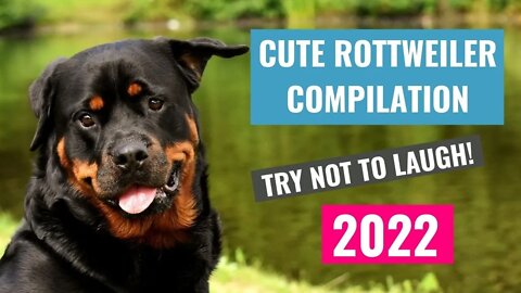 🤣 Funny Rottweilers 2022 | Try Not To Laugh!!