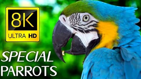 Vibrant_Parrots_in_HDR_8K_Ultra_HD_-_A_Colorful_Feast_for_the_Eyes!(1080p60)
