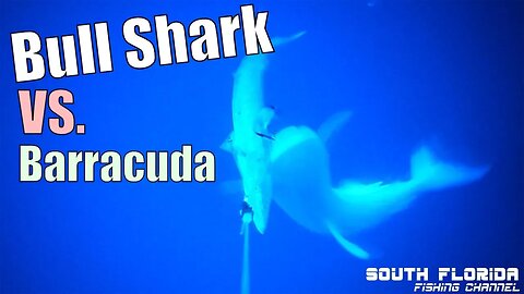 Bull Shark Attack | Barracuda Attacked by Shark
