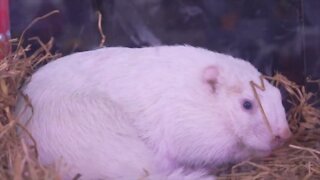 Get to know Wiarton Willie, this famous groundhog has some secrets