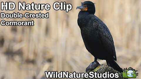 Double-Crested Cormorant (HD Nature Clips)