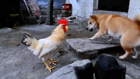 Dog and Chicken fighting, who will win?