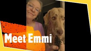 Meet My Dogs: This is Emmi