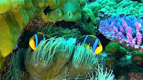 Beautiful clownfish can go where other creatures dare not go