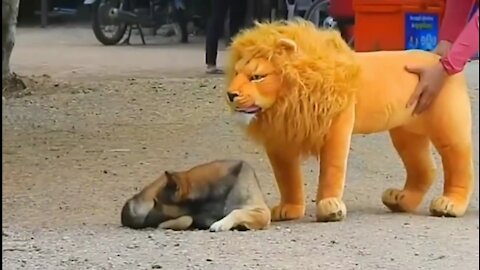 Funny prank with dog vs Lion ☺