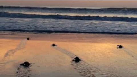 Une cinquantaine de bébés tortues se précipitent vers la mer