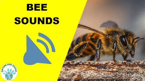 BEE SOUNDS. LISTEN HERE TO THE BEE BUZZING SOUNDS