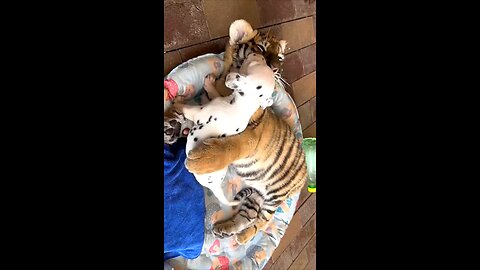 Best Friend #cutepuppy #puppylove #tiger #cutepet