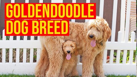 Goldendoodle Dog Breed, Top 10 Facts You Need To Know