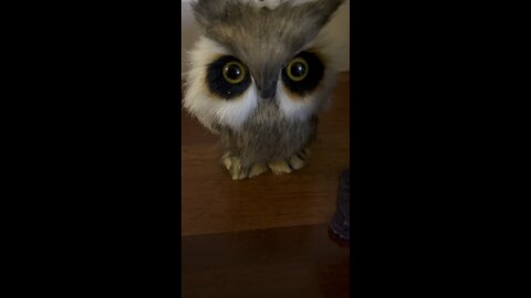 Happy Owl Awareness Day!