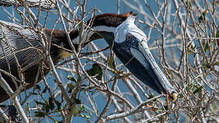 Pelican Searching for Nesting Material