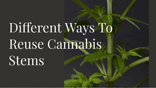 Different Ways To Reuse Cannabis Stems