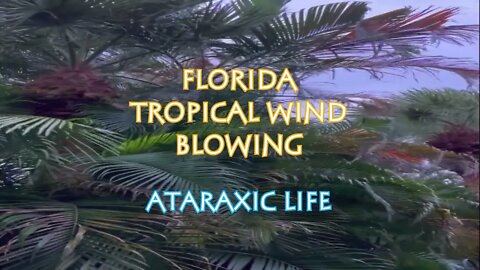 Watch The Florida Tropical Wind Blow for 1 hour! -Tropical winds to sleep, study, work, or relax.