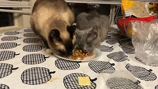 Two lovebird cats eating together