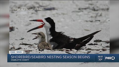 Shorebird nesting season begins
