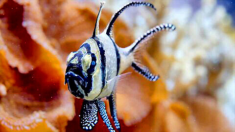 Beautiful Coral Reef Fish Relaxing Ocean Fish Aquarium