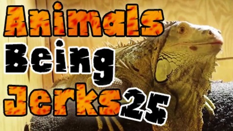 Animals Being Jerks #25