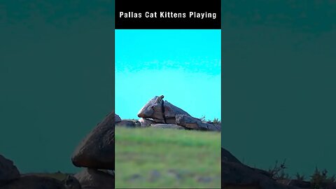 Jamie and Victor watch Pallas cats playing on the rocks in Mongolia-part 2