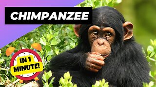 Chimpanzee - In 1 Minute! 🐒 One Of The Most Intelligent Animals In The World | 1 Minute Animals