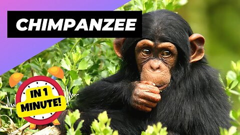 Chimpanzee - In 1 Minute! 🐒 One Of The Most Intelligent Animals In The World | 1 Minute Animals