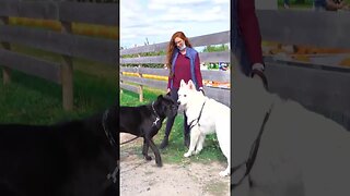 Cane Corso Meets GIANT Shiloh Shepherd #shorts #dog #cutedog