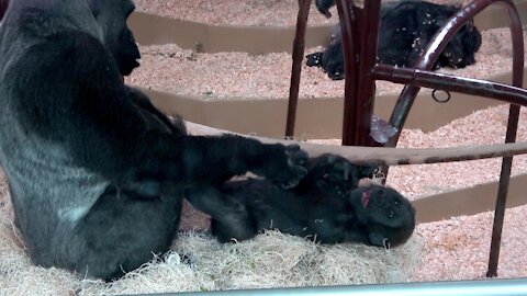 Gorilla baby and mother share adorably loving moments together