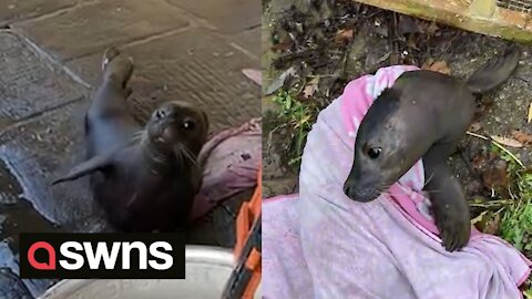 A Scottish seal pup made a 400-mile trip to the door of a Bristol pub