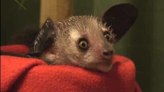 Birth of endangered lemur brings hope for the species
