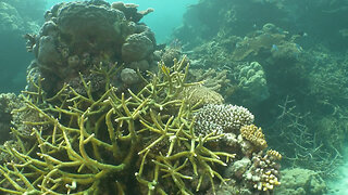 UNESCO scientists report the Great Barrier Reef is in danger