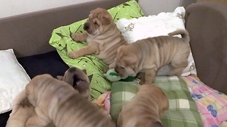 Shar Pei puppy litter overload will brighten your day