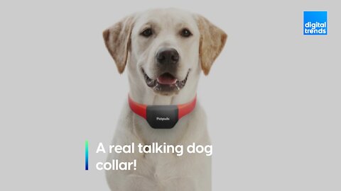 A real-life talking dog collar?!