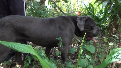 Animalia - Le Cane Corso 22 Janvier 2021