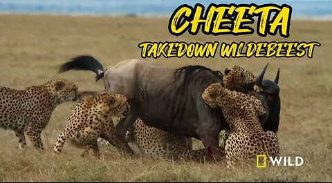 CHEETAHS TAKEDOWN WILDEBEEST : The way of cheeta