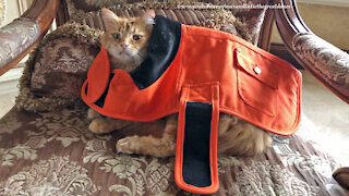 Patient cat models orange dog safety jacket