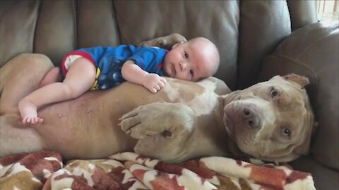 Dogs stop new born baby crying