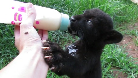 Adorable black jaguar cub is a messy eater